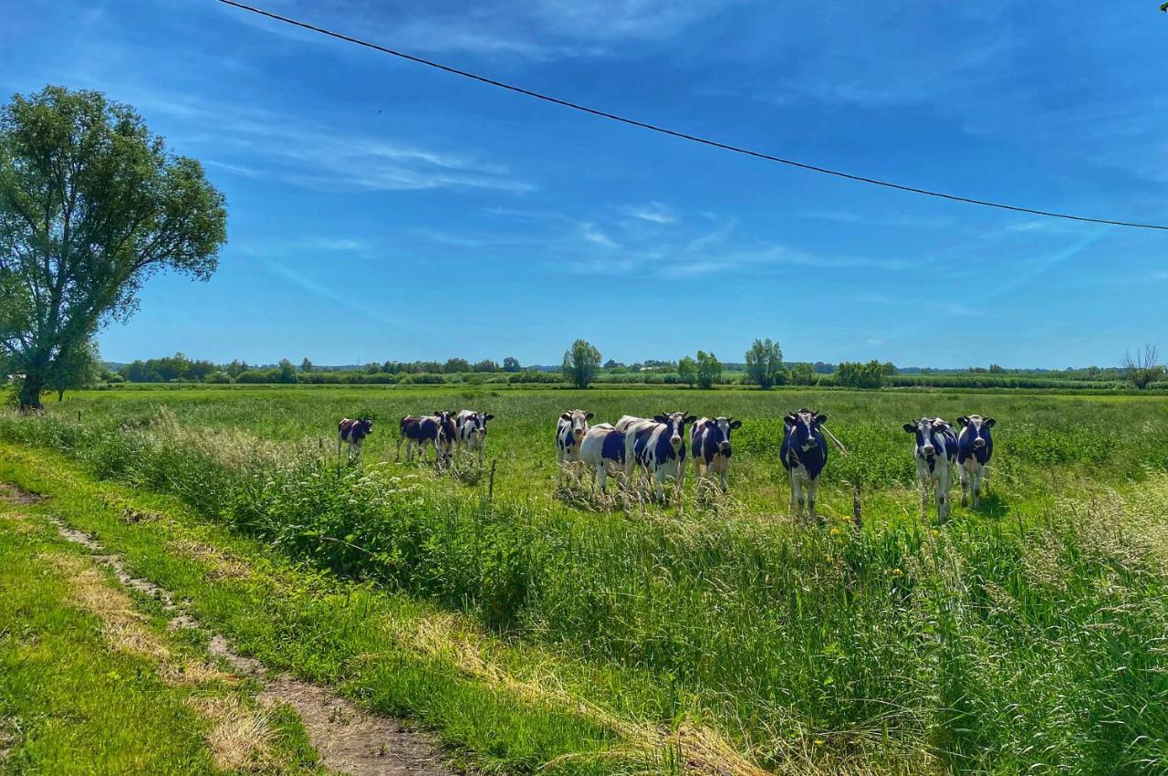 "Dolina" Na Zulawach Bed & Breakfast Nowe Dolno Eksteriør bilde